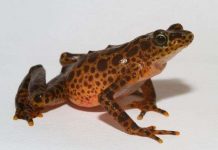 Cứu ếch thoát khỏi nguy cơ bị xóa sổ toàn cầu Cứu ếch thoát khỏi nguy cơ bị xóa sổ toàn cầu