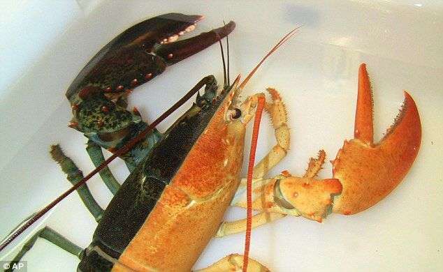 Tôm hùm hai màu cực hiếm