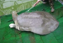 Tranh cãi về việc gắn thiết bị theo dõi cụ Rùa