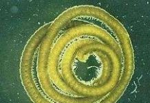 Sinh vật nghìn chân tái xuất