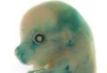 Gene hổ tuyệt chủng "hồi sinh" trong cơ thể chuột