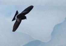 Chuột sinh sôi và xâm lấn một hòn đảo chỉ trong 5 tháng Chuột sinh sôi và xâm lấn một hòn đảo chỉ trong 5 tháng