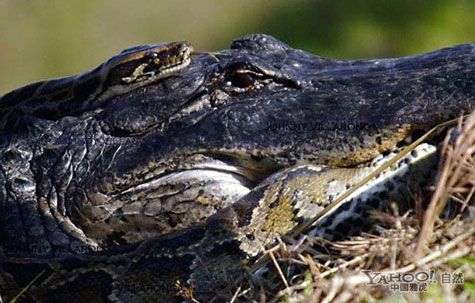 Cá sấu châu Mỹ “đại chiến” trăn Miến Điện