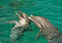 Những loài vật phá vỡ mọi kỷ lục