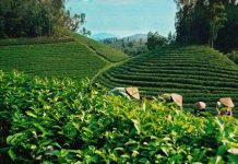 Mô hình tưới phun mưa cho cây chè đạt hiệu quả