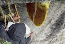 Mật ong điên tạo cảm giác hưng phấn như cần sa