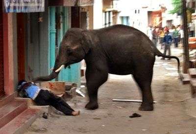 Hãi hùng cảnh voi Ấn Độ tấn công người ngay trên phố