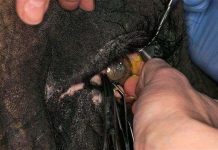 Voi đeo kính áp tròng Voi đeo kính áp tròng