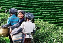 Ngược dòng lịch sử tìm hiểu về nguồn gốc của trà