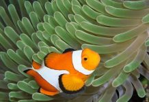 Cá điếc vì biển nhiều axit