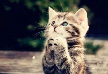 10 loài động vật được đưa lên vũ trụ