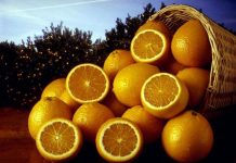 Con người tìm ra rặng san hô Great Barrier Reef nhờ...trái cam