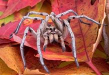 Kích thước lớn chưa hẳn đã là tốt