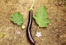 Công cuộc tạo ra "siêu cây" hỗ trợ cuộc sống con người