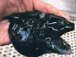 Bộ ảnh "thủy quái" mới nhất của ngư dân Nga khiến cư dân mạng tái mặt