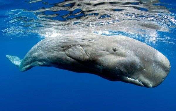 Mối thù truyền kiếp của đại dương: Mực khổng lồ và cá nhà táng