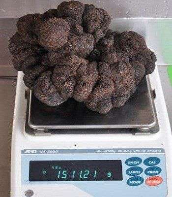 Nông dân Australia đào được nấm “kim cương đen” lớn kỷ lục