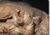 Loài chuột kỳ lạ không biết đau