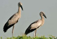 Xuất hiện đàn cò ốc quý hiếm tại Quảng Trị