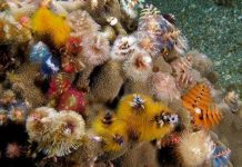 Cận cảnh loài giun biển hình cây thông Noel độc nhất vô nhị