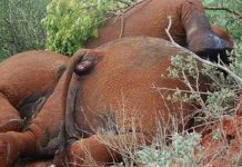 Thần chết rình rập voi châu Phi