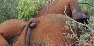 Thần chết rình rập voi châu Phi