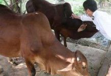 Biện pháp hiệu quả ứng phó dịch lở mồm long móng