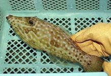 Nhật Bản bắt được loài cá độc gấp 50 lần cá nóc