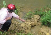 Nghệ An: Voi dữ tấn công làm chết người