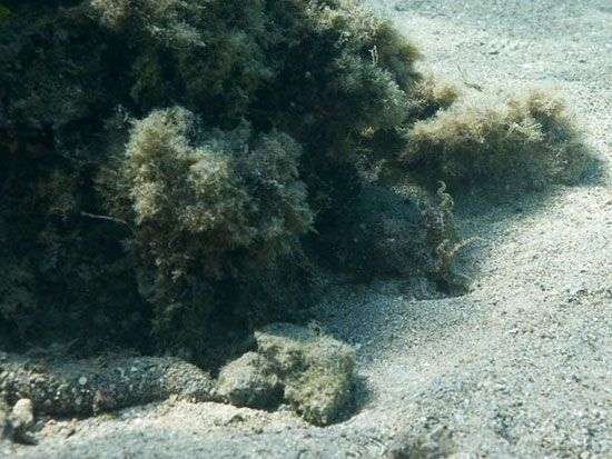 Khám phá tài năng biến hình của cá mực