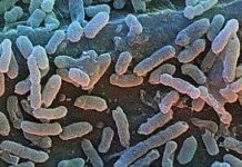 Vi khuẩn giúp người trường sinh