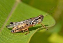 Những loài động vật giống con người Những loài động vật giống con người