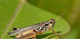 Những loài động vật giống con người