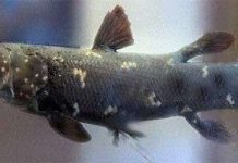 Bắt được hoá thạch sống ở Indonesia