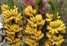 Nhân giống chuối già lùn bằng phương pháp cấy mô