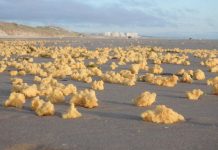 Bọt biển màu vàng không rõ nguồn gốc tràn ngập bãi biển Pháp