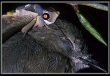 Phát hiện loài bướm uống nước mắt chim