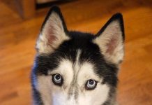 Khoa học cho rằng chó cũng có thể trò chuyện như con người vậy