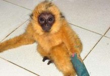 Lâm Đồng giải cứu vượn đen quý