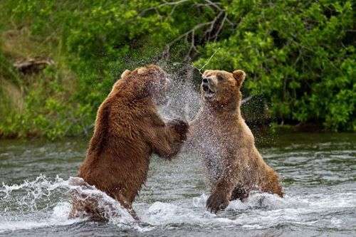 Gấu nâu vào mùa săn cá