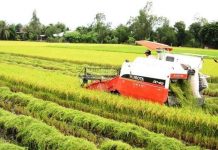 Kiên Giang khuyến cáo hạn chế trồng lúa IR50404