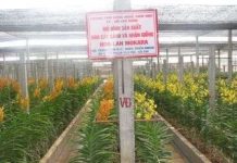 Cắt cành, nhân giống lan có lợi lớn Cắt cành, nhân giống lan có lợi lớn