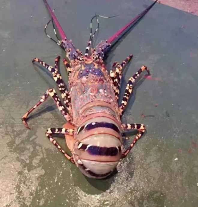 Trung Quốc: Bắt được tôm hùm khổng lồ dài 1,5m, cực kỳ quý hiếm