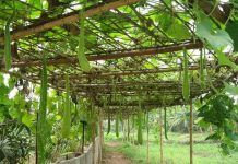 Kỹ thuật trồng và chăm sóc cho cây bầu nhiều quả Kỹ thuật trồng và chăm sóc cho cây bầu nhiều quả