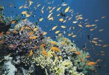 Thiên nhiên giúp kìm hãm việc Trái Đất nóng lên