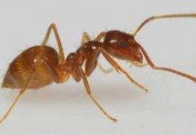 Khám phá những loài kiến lạ trên thế giới