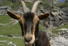 Loài dê đã đi xuyên lục địa cách đây 10.000 năm