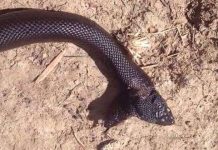 Đại gia đình động vật kỳ dị chào đón rắn đen hai đầu