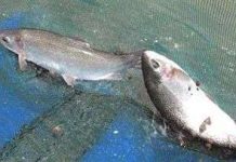 Nuôi thành công cá hồi trên núi Đạ Chais