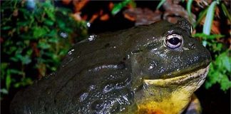 Những đứa con khổng lồ của tự nhiên